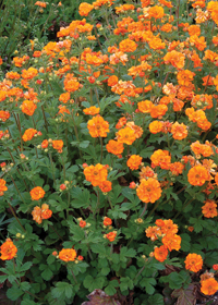 Geum 'Fire Storm'